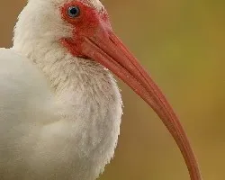 Eudocimus albus