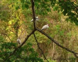 Eudocimus albus