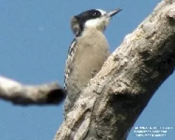 CARPINTERO DEL CARDíâ€œN - Melanerpes cactorum
