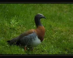Chloephaga poliocephala