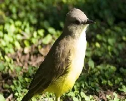 Picabuey (Machetornis rixosus)