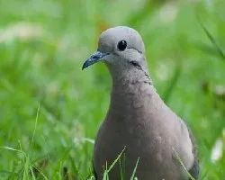 Torcaza