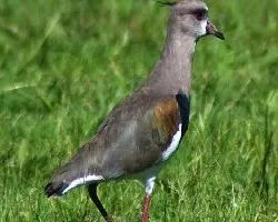 Tero