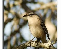 Calandria modelo 
