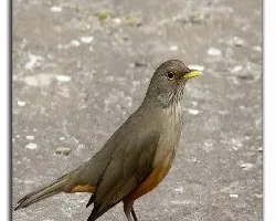 Zorzal en mi balcon
