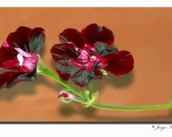  Nombre cient?fico o latino: Pelargonium zonale  - Nombre com?n o vulgar: Geranio, Geraneo zonal, Malvón, Malvones.