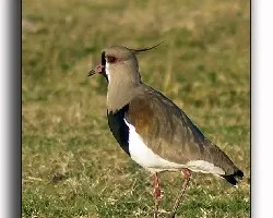 Tero Com?n Vanellus chilensis lampronotus Southern Lapwing 