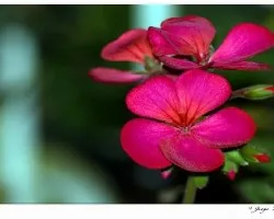 Flor 