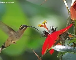 El Emitano