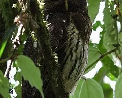Ciccaba virgata