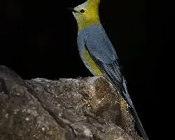 Ptilogonys caudatus