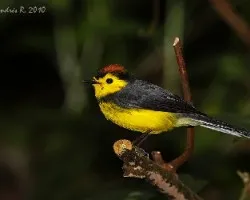 Myioborus torquatus