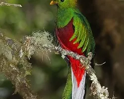 Pharomachrus mocinno