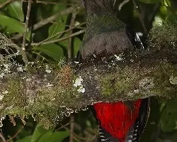 Pharomachrus mocinno