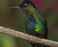 Panterpe insignis