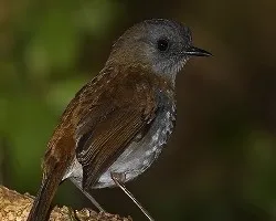 Catharus gracilirostris