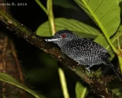 Cymbilaimus lineatus