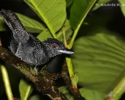 Cymbilaimus lineatus