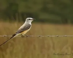 Tyrannus forficatus