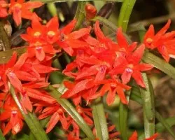 Flor
