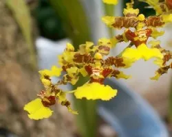 Oncidium