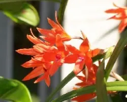 Flor