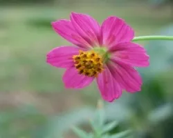 Cosmos