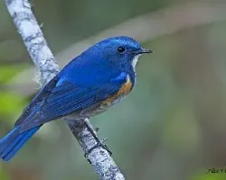 Red-flanket Bluetail - male - NO flash