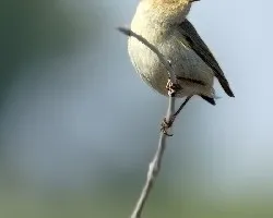 Mosquitero comun