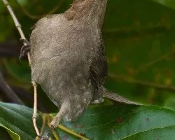 Turdus plebejus