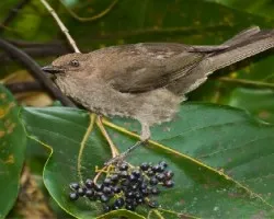 Turdus plebejus