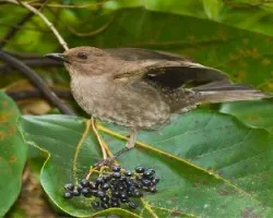 Turdus plebejus
