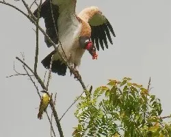 Sarcoramphus papa