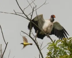 Sarcoramphus papa
