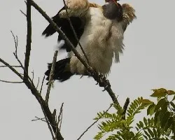 Sarcoramphus papa