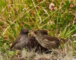Junco vulcani