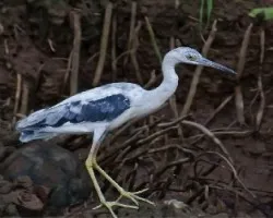 Egretta caerulea