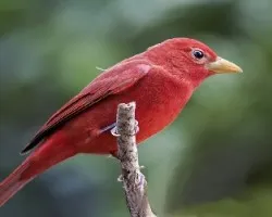 Summer tanager