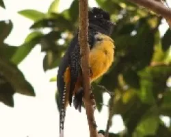 Trogon Rufus 