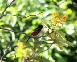 Icterus spurius