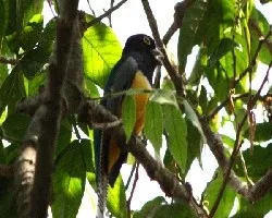 Trogon, Coa