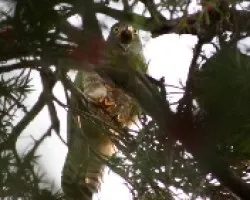 Buteo magnirostris