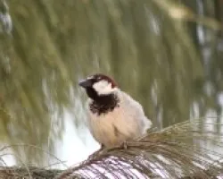 House sparrow
