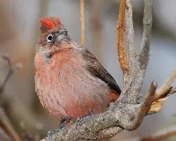 brasita de fuego