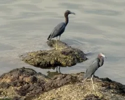 Egretta caerulea