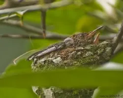  Amazilia tzacatl 