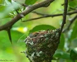 Amazilia tzacatl