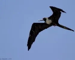 Magnificent Frigatebird (hembra)