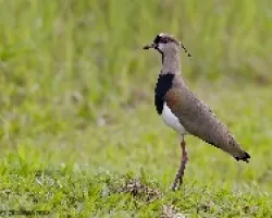 Vanellus chilensis