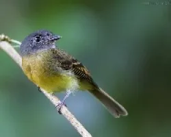 Aphanotriccus capitalis